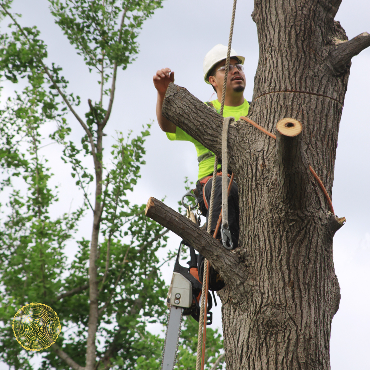 Professional tree removal in Wichita
